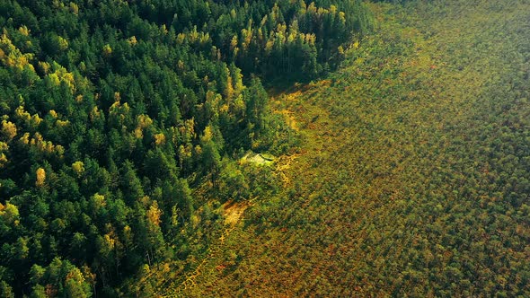 Aerial Bird'seye View Of Forest Trees Woods Growing Near Swamp Upland Marsh In Autumn Day