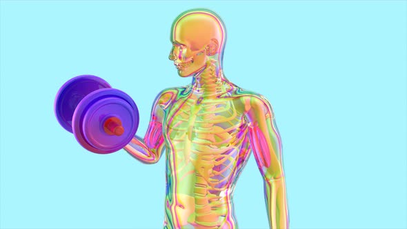 Anatomy of a X-ray man doing Biceps Curls	 alt