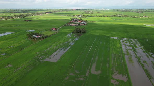 The Paddy Rice Fields of Kedah and Perlis, Malaysia