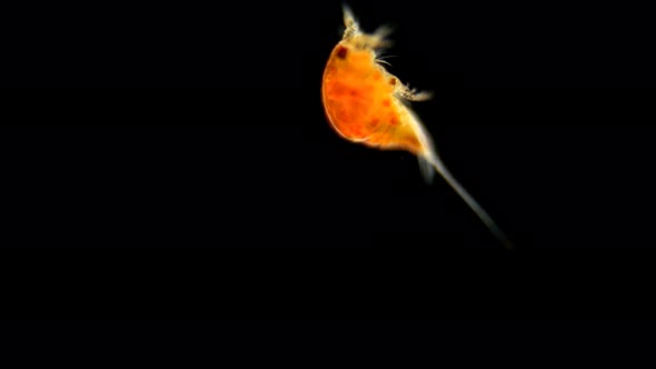 Zooplankton of the Black Sea Under a Microscope. Copepoda Family of Crustaceans From the Order