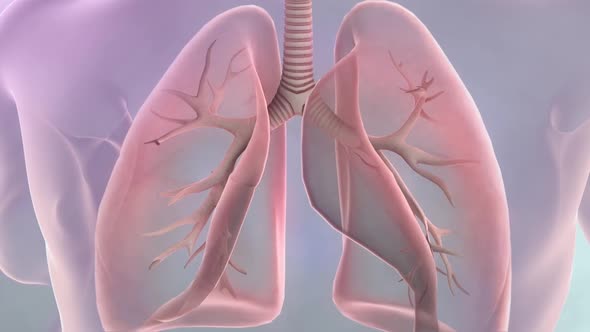 The structure of the human lungs and the working system of the respiratory system