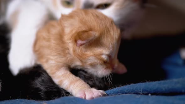 Nursing Mom Cat Hugs a Blind Newborn Ginger Kitten