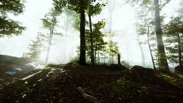 Sun Rising in a Forest with Fog