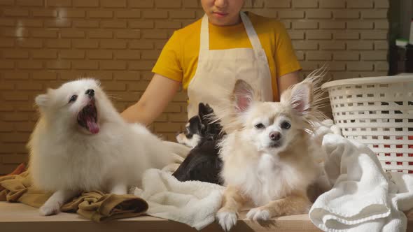 asain housemaid female woman wear white apron playing with three little lap dog