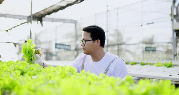 Asian farmer checking roots Organic hydroponic vegetable cultivation farm