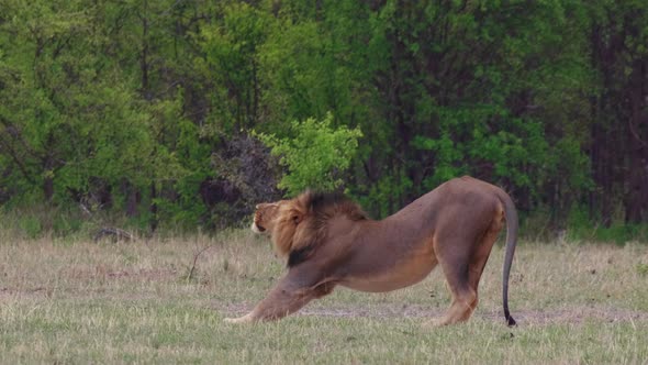 A Black-maned Lion Stretching On The Open Grassland In Nxai Pan In Botswana On An Early Morning - Me