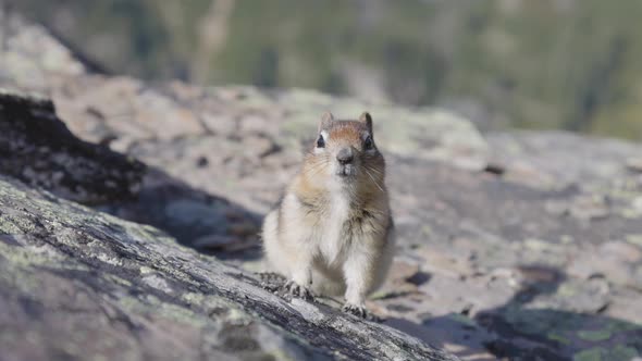 Small Chipmunk Up on a Rocky Canadian Mountain