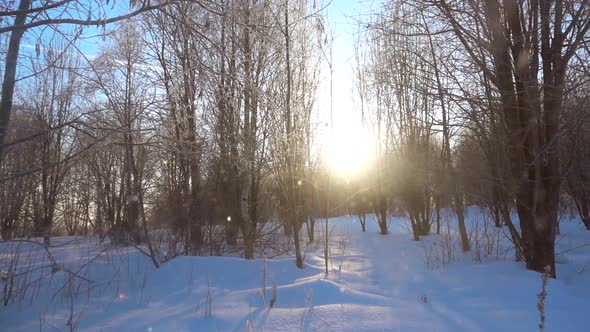 Slow Motion, Falling Snow at Beautiful Winter Day