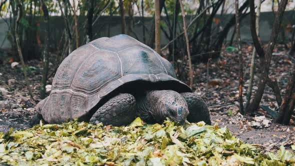 Feeding Huge Aldabra Giant Tortoise Green Leaves in Reserve Zanzibar Africa
