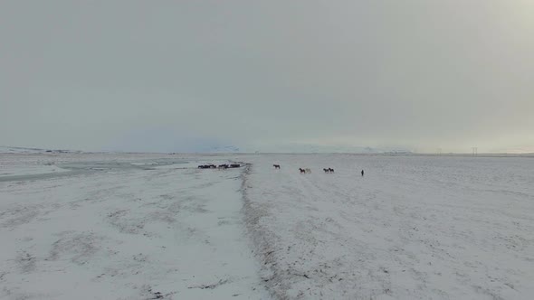 Iceland Wild Horses In The Snow 4k.