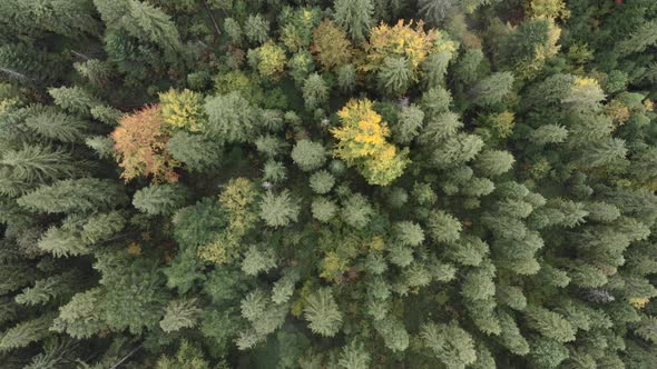 Pine forest top view