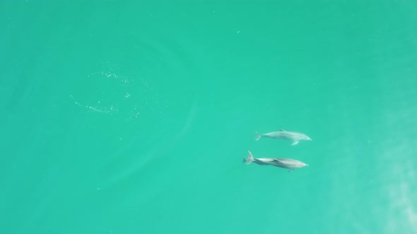 Aerial View of the Dolphins Slowly Swimming in Crystal Clear Calm Turquoise Waters