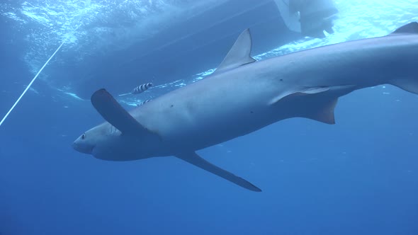 Blue shark swimming in front of the camera with a diving boat anchored above