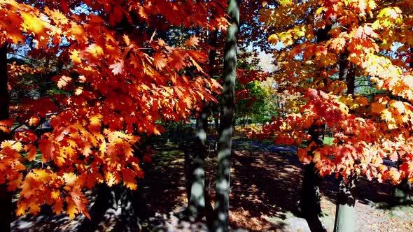 Aerial drone view of a flying in the autumn park.