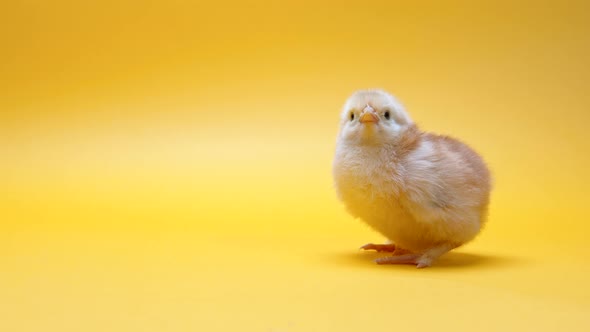 Tiny Newborn Poultry Chicken Chick on Warm Yellow Studio Background