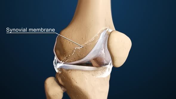 Cross section through a typical synovial joint showing the bone synovial membran