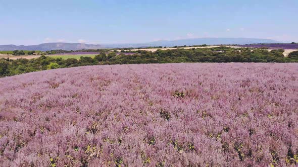 Valensole Plateau Provence Southern France