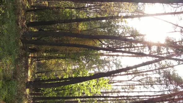 Vertical Video of an Autumn Forest During the Day in Ukraine