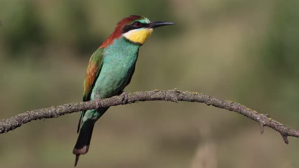 Beeeater Bird of Paradise Sitting on a Branch