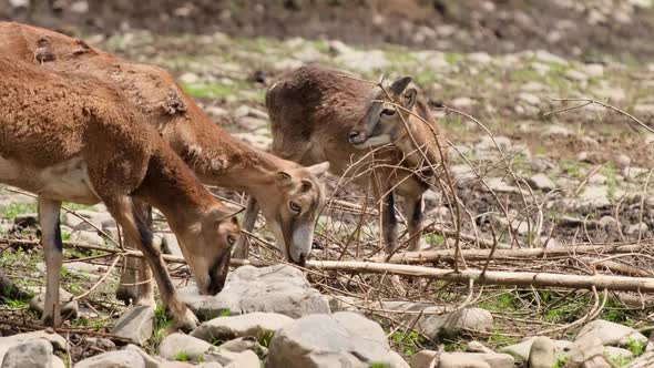 A Group of Wild Deer in the Forest They Graze on a Meadow