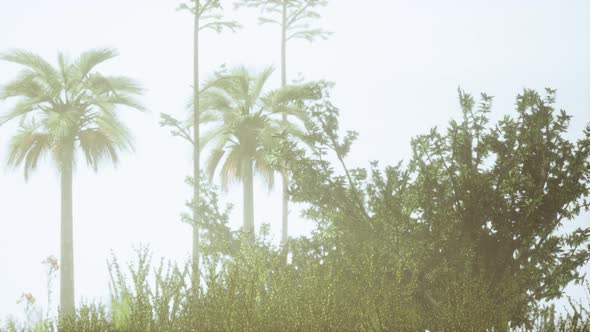 Tropical Palms and Grass at Sunny Day