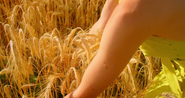 Girl Enjoys the Wheat Field in Thick High Grass and Her Hands Take in an Armful of Ears of Wheat