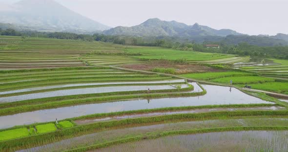 farmer work in the rice field, central java, Indonesia. Aerial view of terraced rice fields in Magel