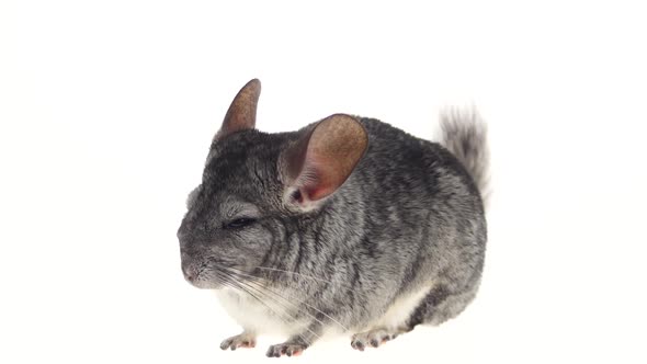 Gray Chinchilla, Home Favorite, Tiredly Closes Eyes on White Background