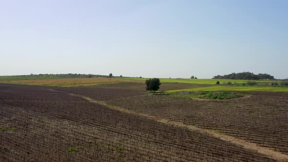 single tree in a middle of vineyard, aerial shot,