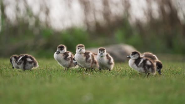 Slow Motion Close Up of Cute Baby Greylag Geese