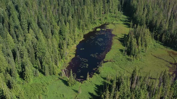 Aerial drone view of a little lake in the swamps surrounded by trees in the forest.