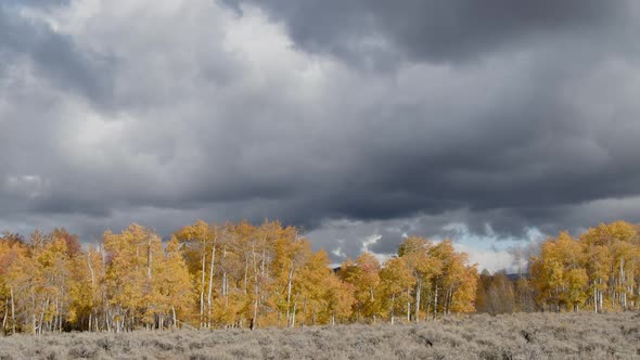 Wide panning view of colorful yellow aspens trees and dark clouds