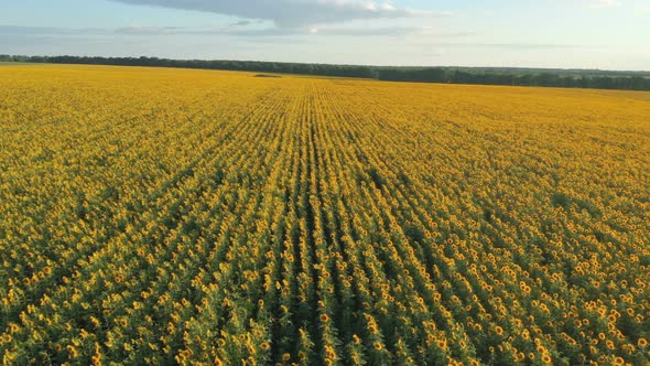 Sunset At The Sunflower Field Aerial View 4