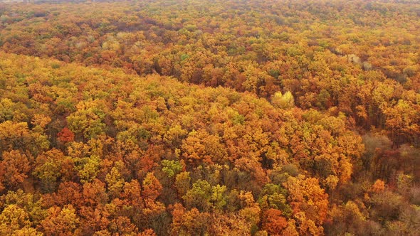 Autumnn Fall Season Concept - Fall Foliage in Temperate Deciduous Forest - Drone Flying Shot.