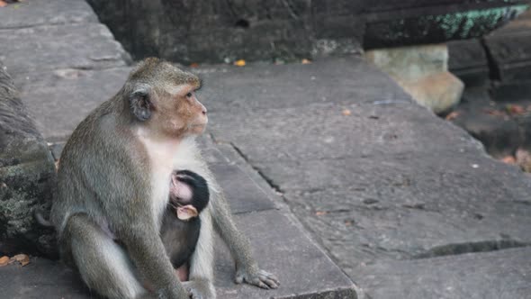 Medium Shot of Mother and Baby Monkeys on the Rocks at Angkor Wat
