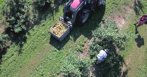 Circular orbit of apple bin with harvested apples on front of tractor in a apple orchard while a far