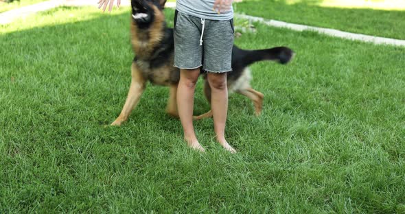 Female play witht her dog German Shepherd summer day at backyard home