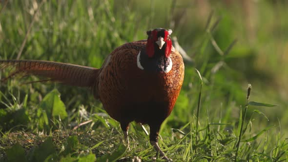Close-up of a male common pheasant foraging for food in the beautiful green grass.
