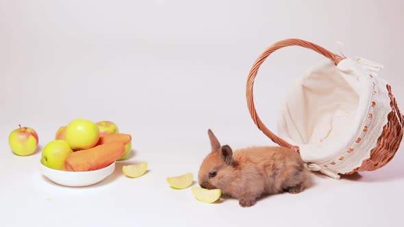 Fluffy Brown Rabbit Eats Apples on a White Background with a Basket and Fruit