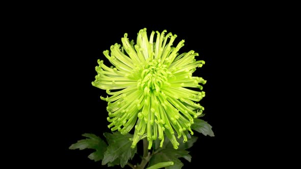 Beautiful Green Chrysanthemum Flower Opening