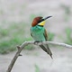 European Bee-eater or Merops Apiaster - VideoHive Item for Sale