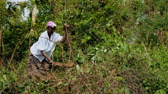 African Woman Collecting Twigs