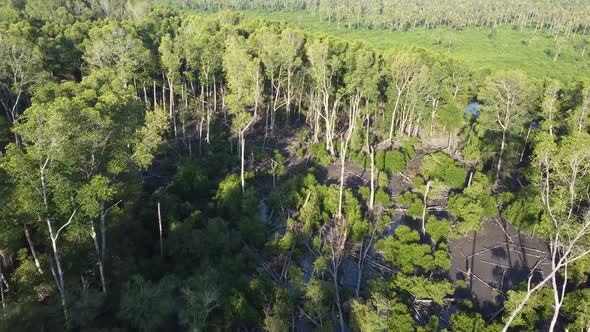 Aerial fly over dead mangrove tree