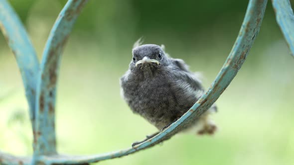 Little Beautiful Bird Sitting on the Fence