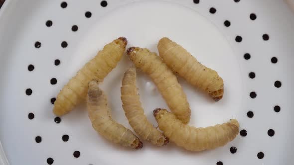 Several Waxworms, the larvae of the Wax Moth on plastic lid.