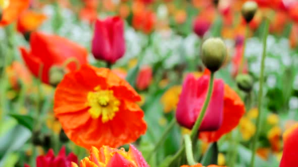 Beautiful Bouquet Of Tulips 1