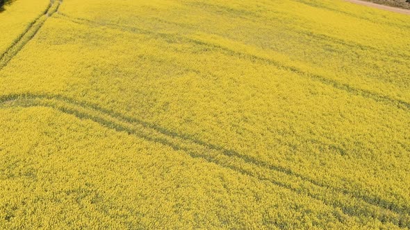 Beautiful Yellow Rape Fields In Spring Sun Aerial4