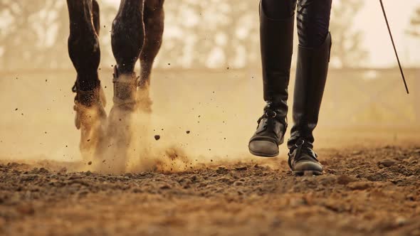 Super Slow Motion of a Young Jockey Girl Leads Her Horse on Arena at Sunset.