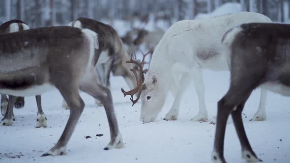 Slowmotion of a white reindeer with antlers eating food from frozen ground among other reindeer in a