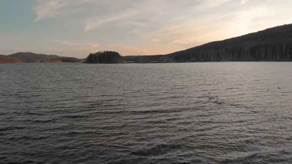 A Pair of Swans Floats on the Lake. Aerial Shot, White Swans on Dark Water